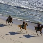 Horse Riding in Gansbaai
